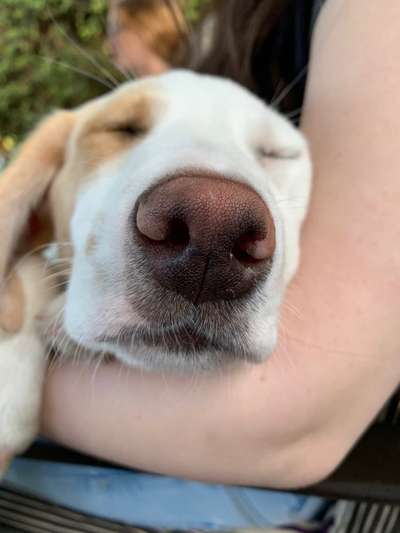 Die Dogorama Monats Challenge "Es grünt und blüht"-Beitrag-Bild