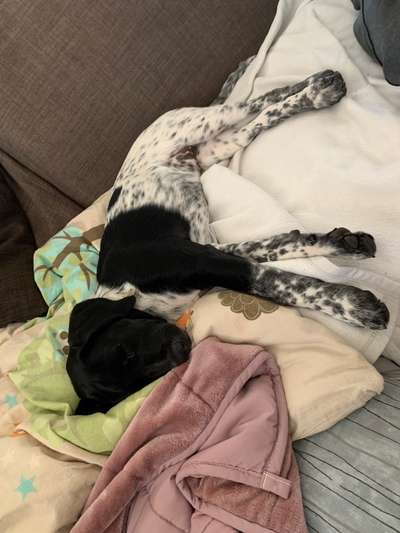 Die Dogorama Monats Challenge "Es grünt und blüht"-Beitrag-Bild