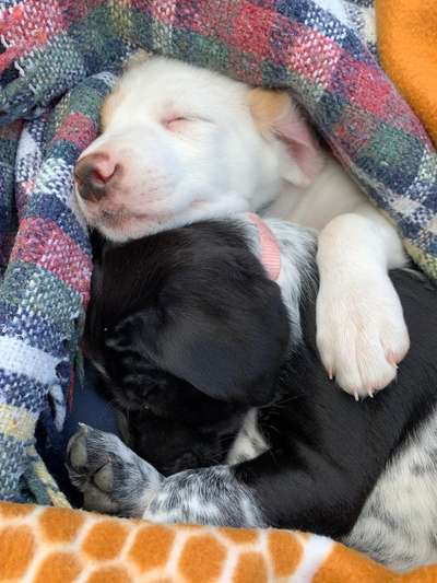 Welpen Bilder !-Beitrag-Bild