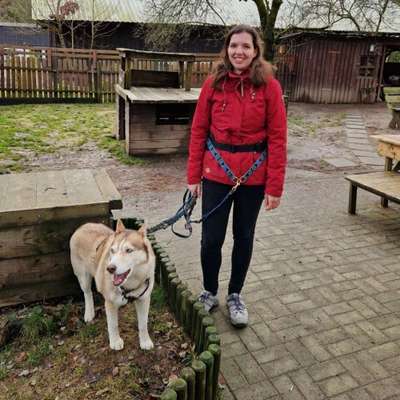 Hundetreffen-Trainingspartner für Spaziergänge gesucht
