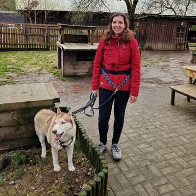 Hundetreffen-Trainingspartner für Spaziergänge gesucht-Profilbild