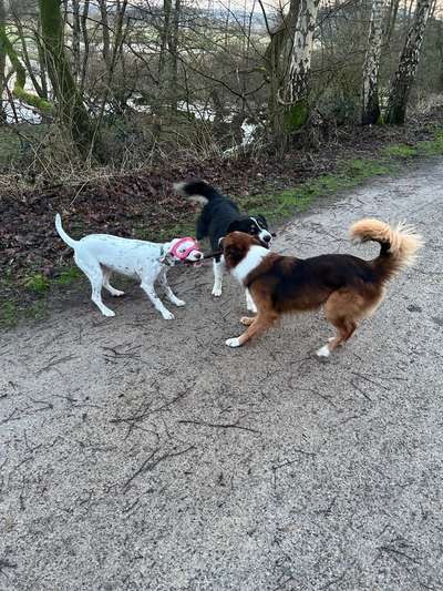 aktuelles Foto Gruppe Schäferhundkeratitis