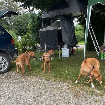 Hundetreffen-Treffen in Raum burgebrach-Bild