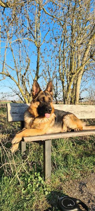 Schäferhund-Beitrag-Bild