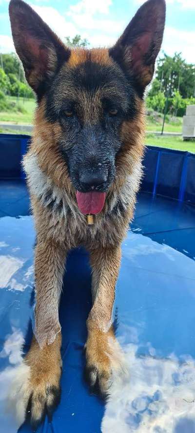 Die Dogorama Kalender Challenge 4/4-Beitrag-Bild