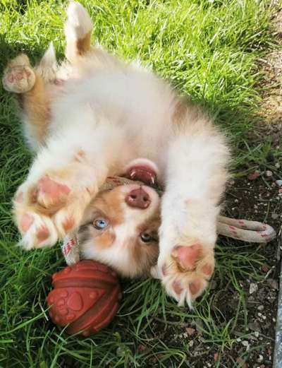 Welpen Bilder !-Beitrag-Bild