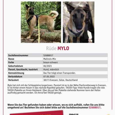 Entlaufene, Gefundene und Vermisste Hunde-Beitrag-Bild