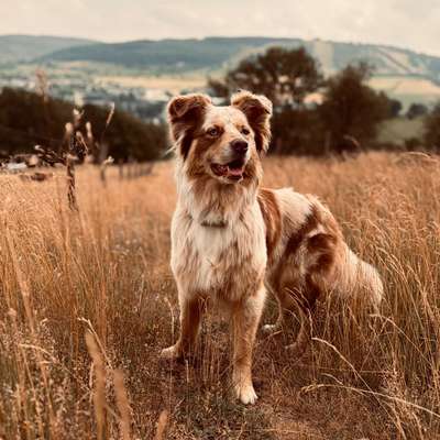 Hundetreffen-Social Walk / Hundekontakt üben-Bild