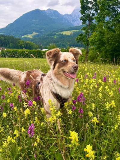 Hundetreffen-Playdates und Spaziergänge-Bild