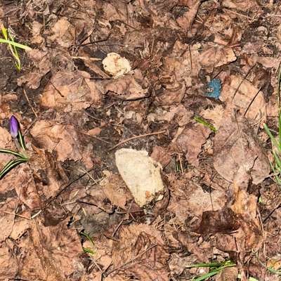 Giftköder-Giftköder??-Bild