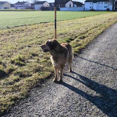 Hundetreffen-Gassigehen mit Freilauf und spielen in Mühldorf Nord-Bild