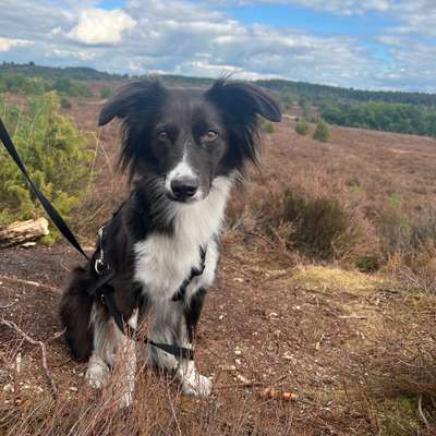 Hundetreffen-Social Walk Wandsbeker Gehölz-Bild