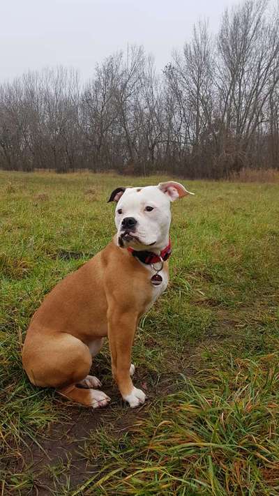 Wo sind meine AMERICAN BULLDOGS?-Beitrag-Bild