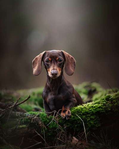 Giftköder-Fotoshooting-Bild