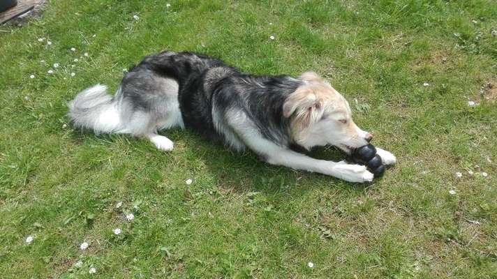 Stabiles Spielzeug-Beitrag-Bild