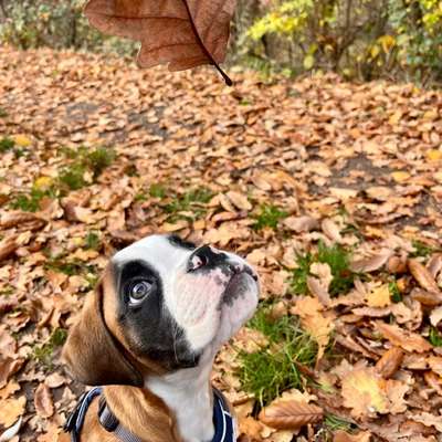 Hundetreffen-Gemeinsame Zeit ☺️-Bild