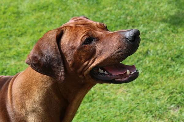 Rhodesian Ridgeback-Beitrag-Bild