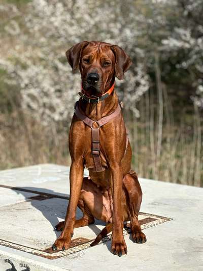 Rhodesian Ridgeback-Beitrag-Bild