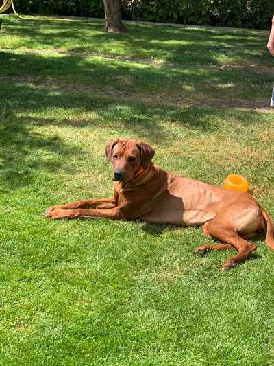 Rhodesian Ridgeback-Beitrag-Bild
