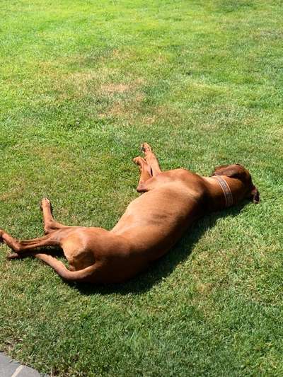 Rhodesian Ridgeback-Beitrag-Bild