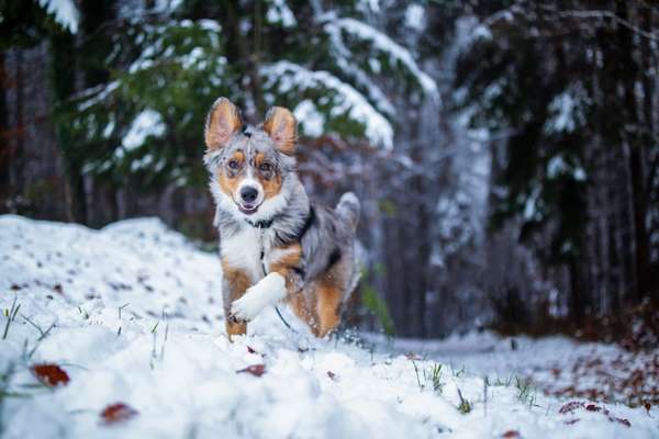 Fotochallenge 61 ~ Schnee-Beitrag-Bild