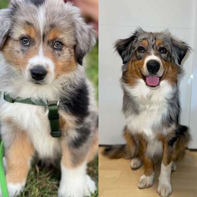 Welpenfotos-Beitrag-Bild