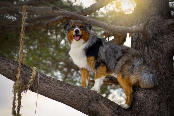 Fotografie / Hundefotografie-Beitrag-Bild