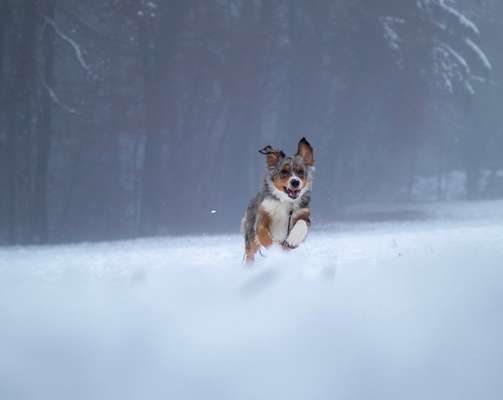 Fotochallenge 66 ~ Rennaction -Zeig deinen Hund im Lauf-Beitrag-Bild