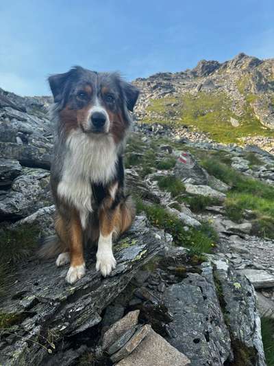 Dogorama Photo Challenge - Gassipause-Beitrag-Bild