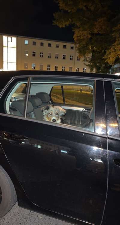 FOTOCHALLENGE 70 - Dein Hund im Auto-Beitrag-Bild