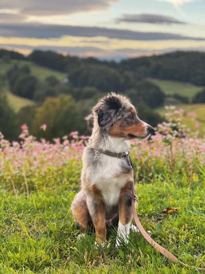 Dogorama Photo Challenge - Der Frühling kommt-Beitrag-Bild