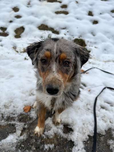 Die besten Hundeblicke 🐾❤️-Beitrag-Bild