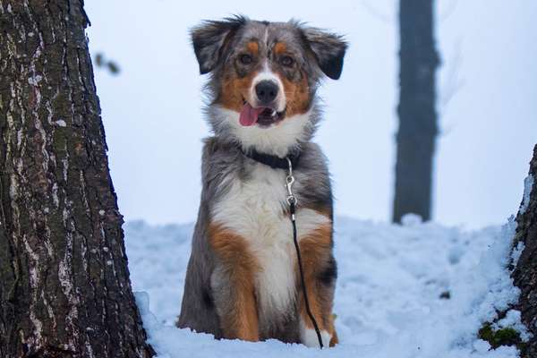 Fotochallenge Nr. 59 - Mein Hund zeigt die Zunge-Beitrag-Bild