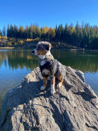 Dogorama Photo Challenge - Steine/Felsen-Beitrag-Bild