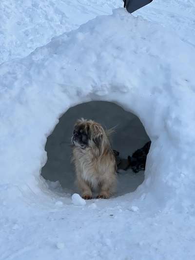 Brachycephale Hunderassen-Beitrag-Bild