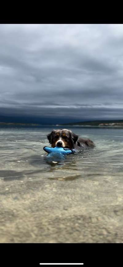 Dogorama Photo Challenge - Apportieren-Beitrag-Bild