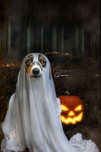 Fotochallange nr. 106
Der geschmückte Hund.-Beitrag-Bild