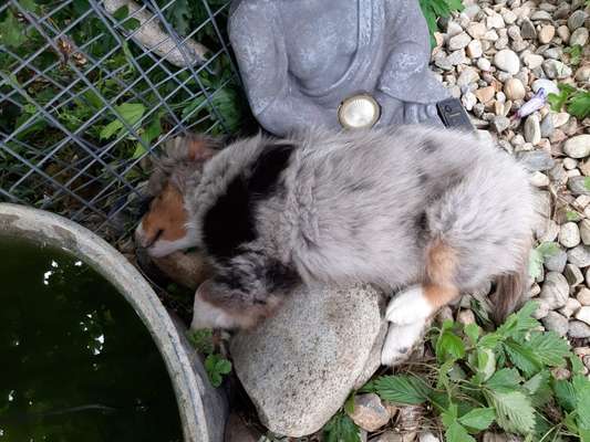 Welpen Bilder !-Beitrag-Bild