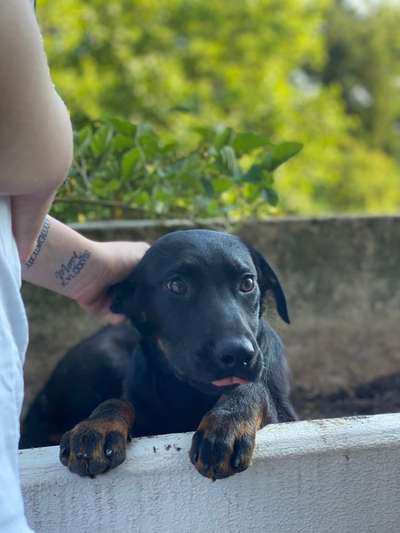 Welpen Bilder !-Beitrag-Bild