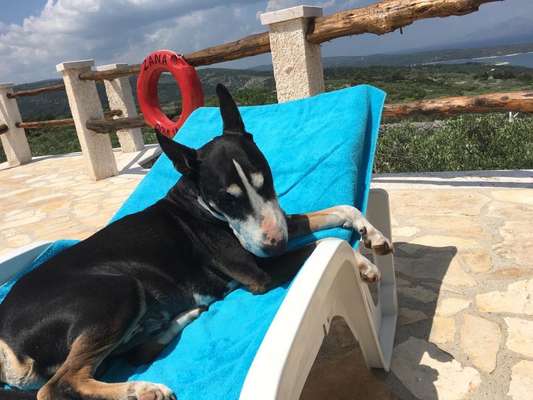 Dogorama Photo Challenge - Tierischer Urlaub-Beitrag-Bild