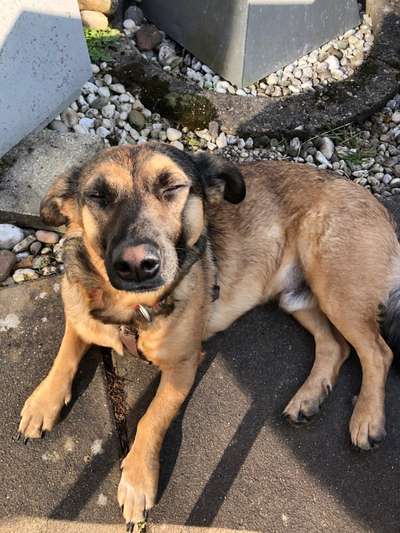 Dackelblick-Beitrag-Bild