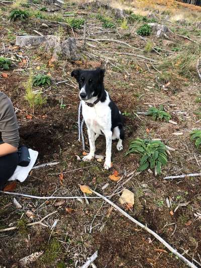 Gibt's hier noch mehr Border Collies???-Beitrag-Bild