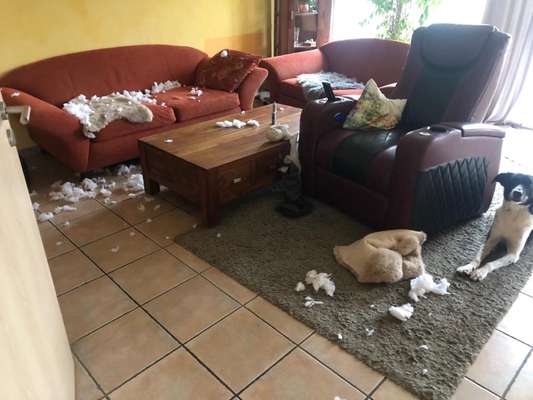 Zeig mir, dass du mit einem hund zusammenlebst....-Beitrag-Bild