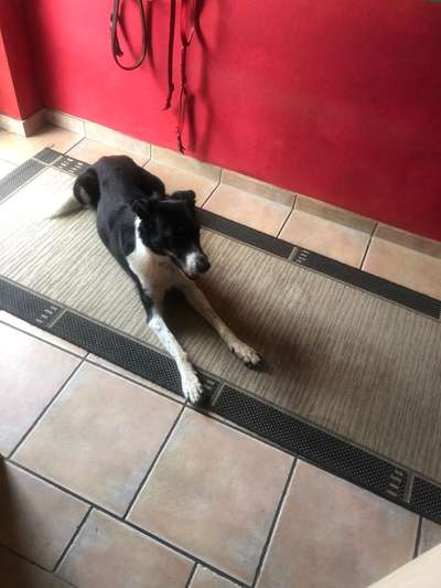 Gibt's hier noch mehr Border Collies???-Beitrag-Bild