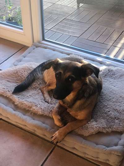 Mischlingshunde Foto Aufruf-Beitrag-Bild