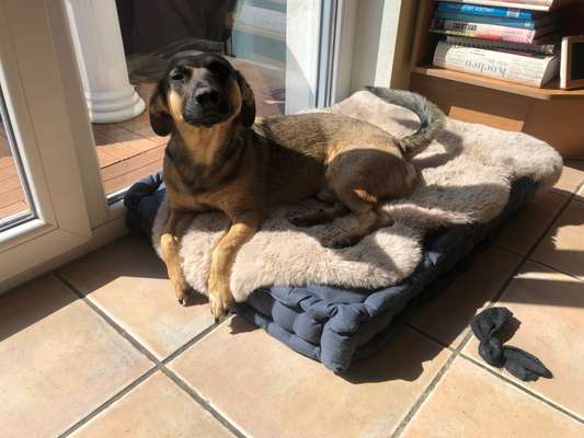 11 monate junghund bringt mich zum verzweifeln-Beitrag-Bild