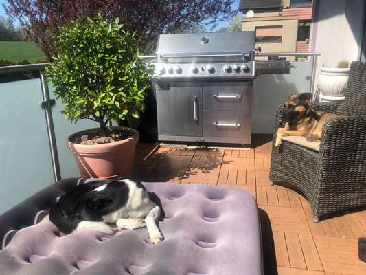 Auslandstierschutz-Beitrag-Bild