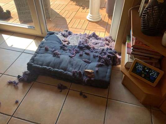 11 monate junghund bringt mich zum verzweifeln-Beitrag-Bild