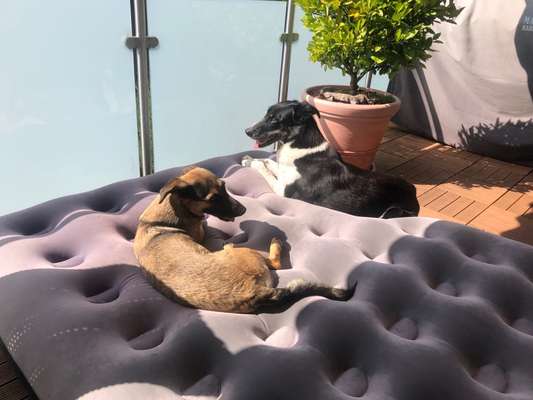 BIG LOVE :) mit 2 Hunden❣️-Beitrag-Bild