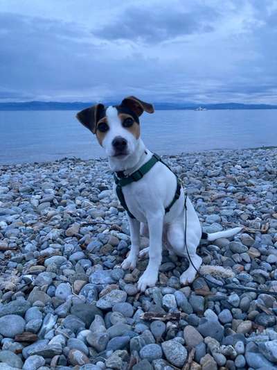 Dansky (Dansk-Svensk Gårdshund)-Beitrag-Bild